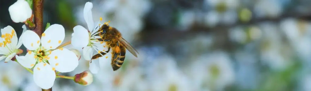 Honeybee collecting pollen from a white flower