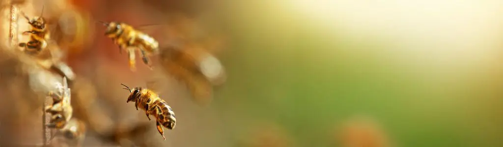 Honeybees hovering