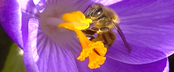 Bee pollinating - Plan Bee Ltd