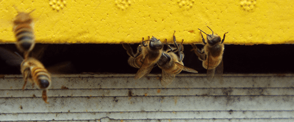 Bees at the entrance of the hive - Plan Bee Ltd