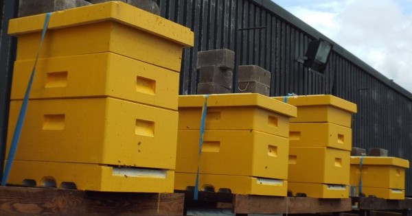 Beehives on our roof - Plan Bee Ltd