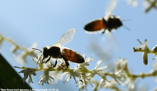 Aiport - Honey Bees - Plan Bee Ltd