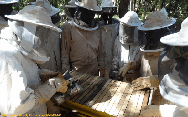 Beekeeping in Kenya - The Michis - Plan Bee Ltd 1
