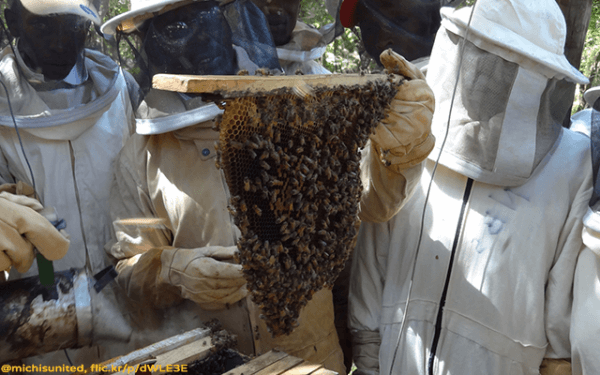 Beekeeping in Kenya - The Michis - Plan Bee Ltd 2