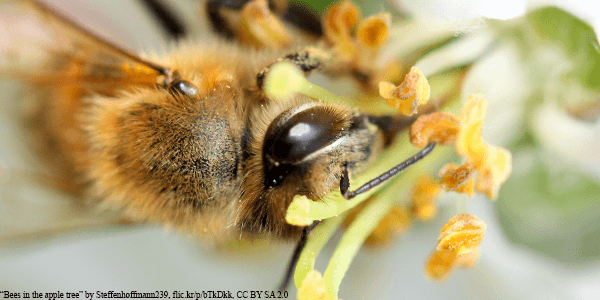 Honey Bee pollinating flower from apple tree - Plan Bee Ltd