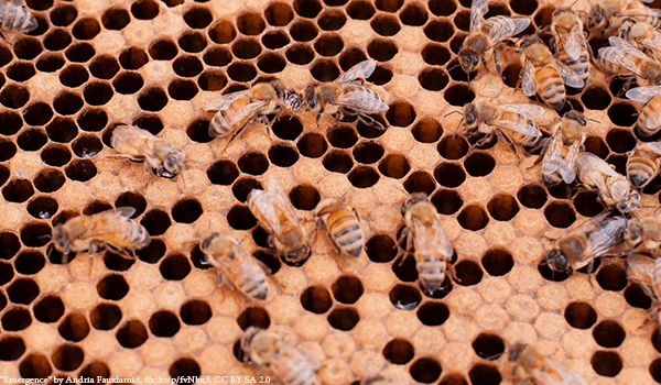 Honey Bees capping the honeycomb - Plan Bee Ltd