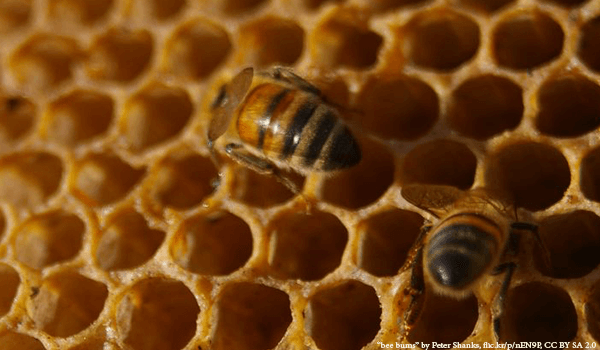 Processor Honey Bee filling cell with honey - Plan Bee Ltd