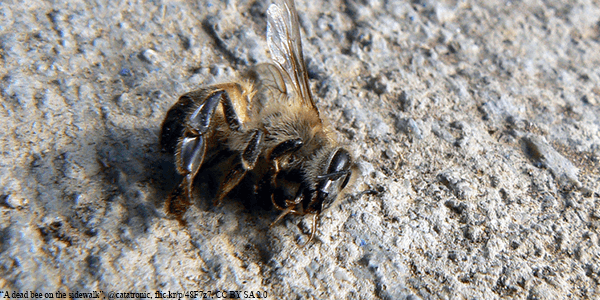 Dead Honey Bee - Plan Bee Ltd