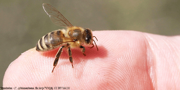 Honey bee on a finger - Plan Bee Ltd
