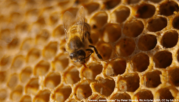 Honey make powerful antibiotic - Plan Bee Ltd 3