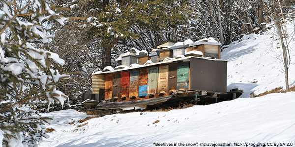 Cosy Hive - Beehives in the snow - Plan Bee Ltd