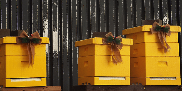 Cosy Hive - Plan Bee Ltd