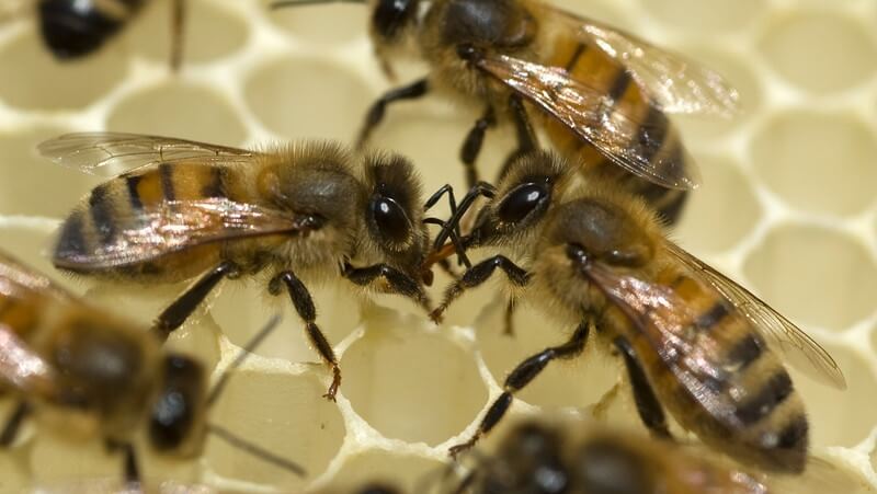 Bees kissing food of love February Plan bee Ltd