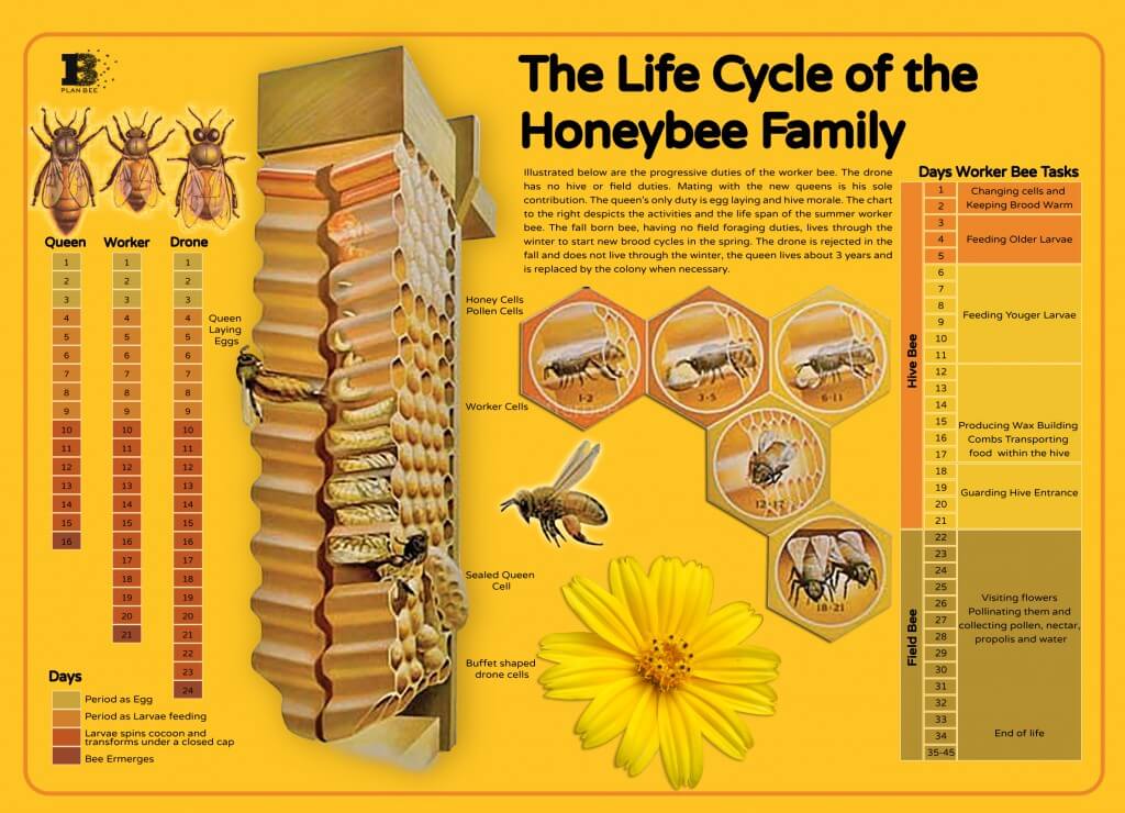 Bees_lifecycle_Plan_bee_ltd