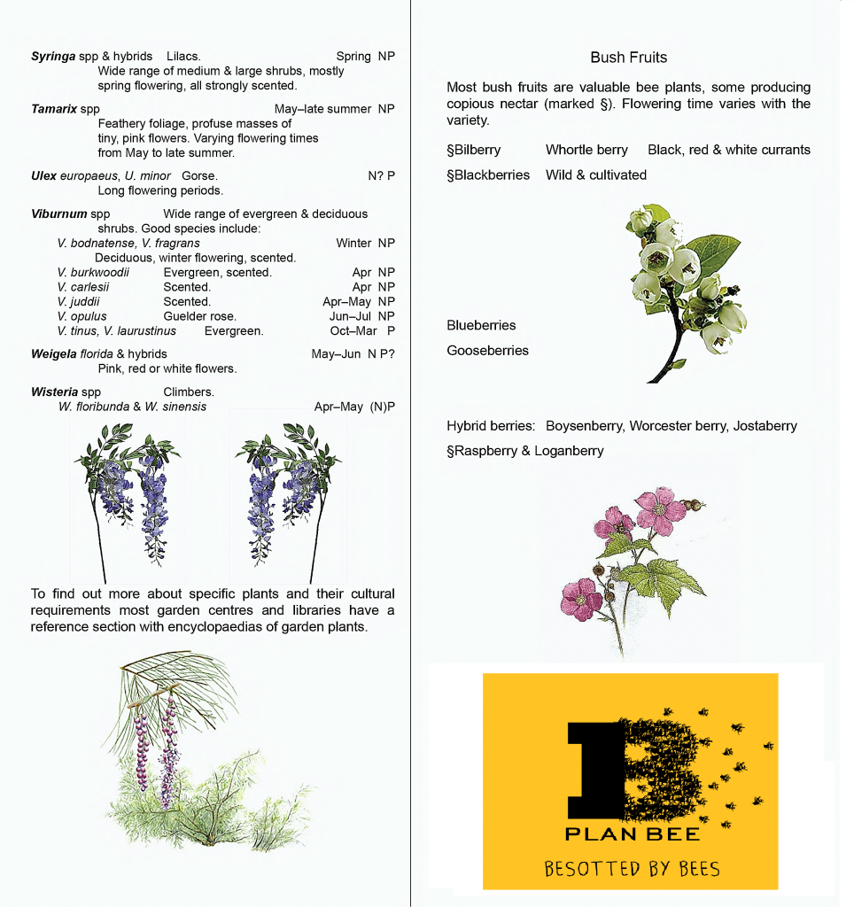 shrubs for bees plan bee ltd