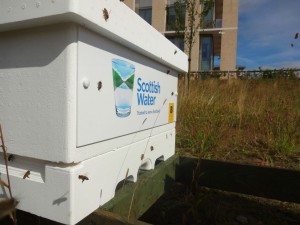 SW Bridge Hives web