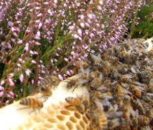Honeycomb Bees Web2