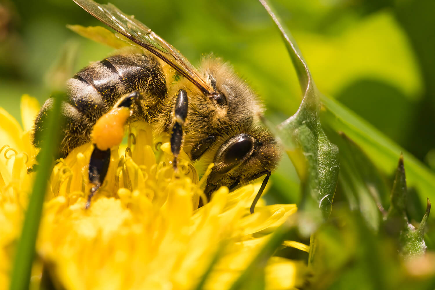 Adopt A Bee Now From Just £1 At Plan Bee