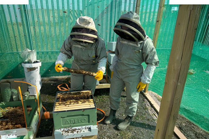 RWE - beekeepers inspecting the hives